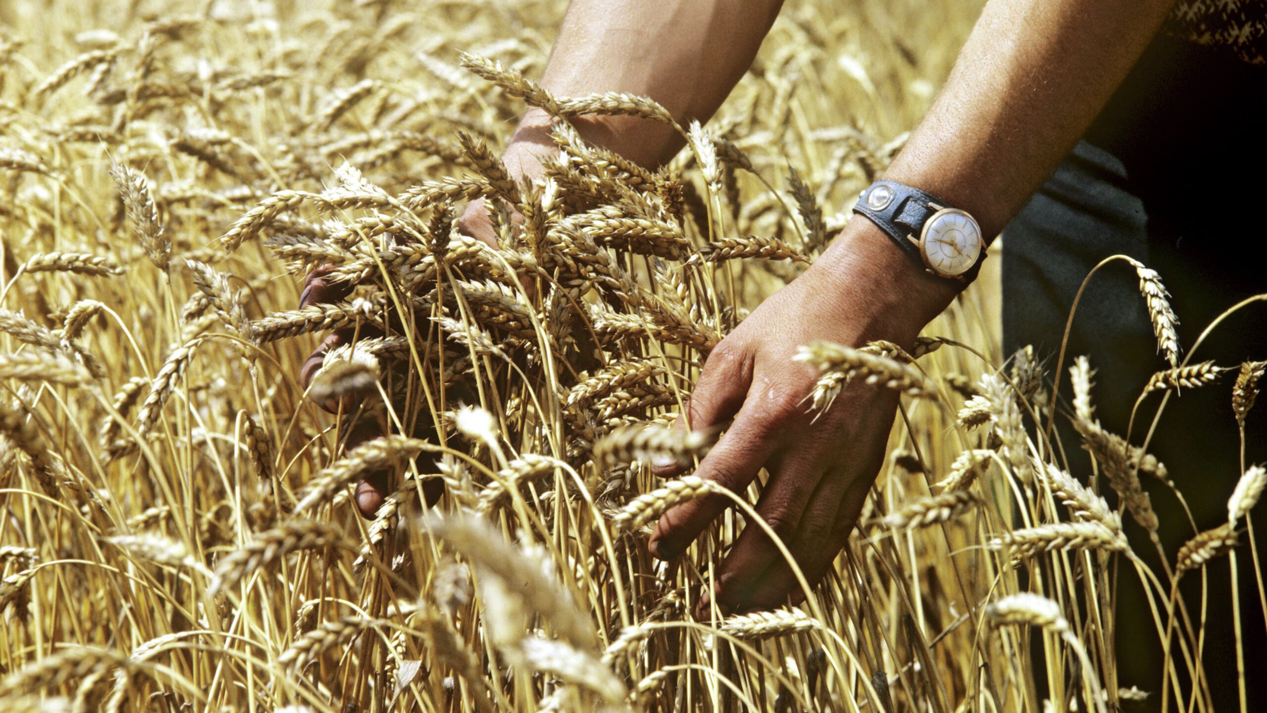 Зерно голод. Озимая пшеница. Пшеница в руках. Аграрные страны. Пшеница СЗ готсрезерва.
