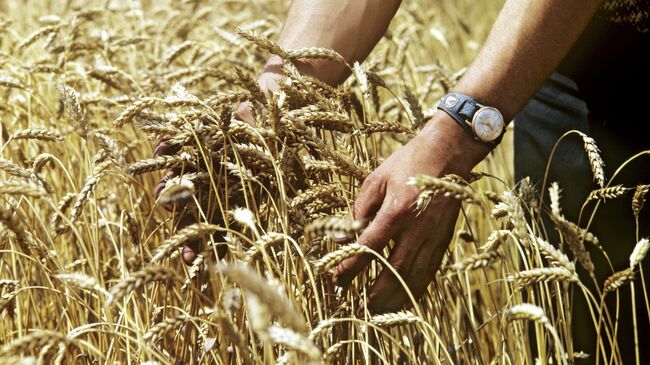 Пшеница сорта Мироновская-808, выведенная в Киевской области