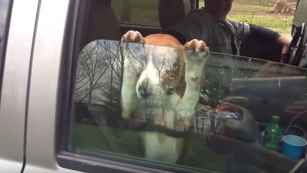Хит YouTube: щенок бигля в окне автомобиля