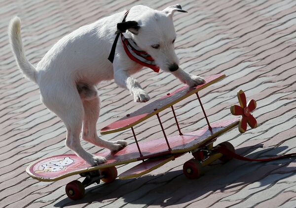 Собака на скейте в Сосновоборске