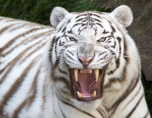 Белый бенгальский тигр в парке дикой природы