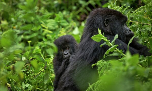 Самка горной гориллы в национальном парке вулканов на севере Руанды