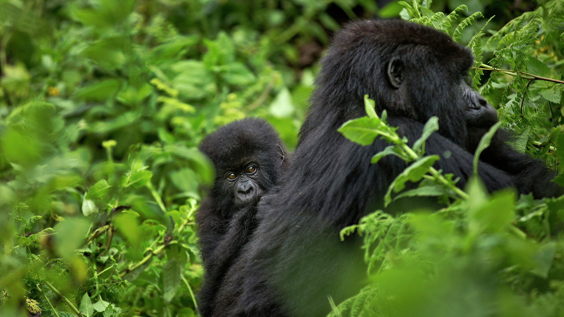 Самка горной гориллы в национальном парке вулканов на севере Руанды - РИА Новости, 1920, 16.09.2021