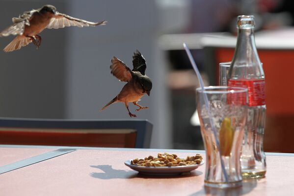 Птицы едят орехи на столе