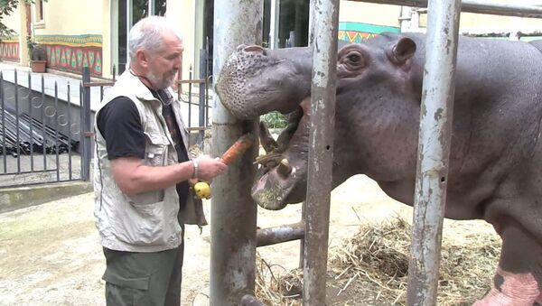 Морковь для бегемота и сено для пони: Зоопарк в Тбилиси открыт после наводнения