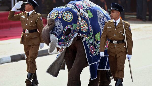 Полицейские со слоном во время парада в честь Дня победы в гражданской войне в Матаре, Шри-Ланка