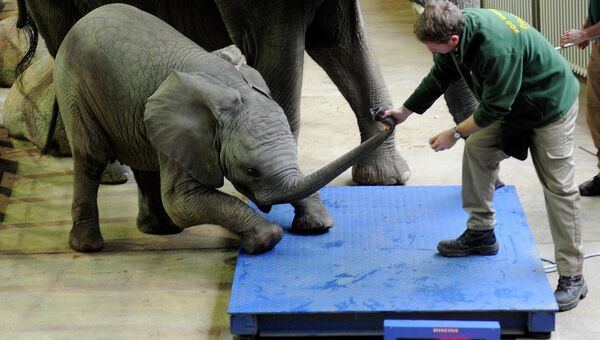 Сотрудник зоопарка пытается заставить слоненка Ули встать на весы в зоопарке Вупперталя, Германия