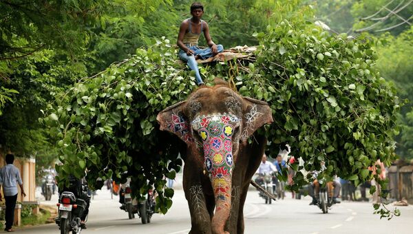Слон на улице Аллахабада, Индия