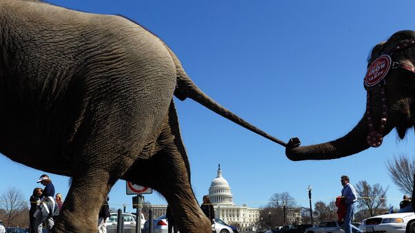 Слоны из Цирка братьев Ринглинг, Барнума и Бейли на Капитолийском холме в Вашингтоне, США