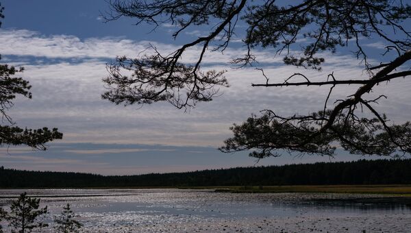 Природный заказник Березовые острова на Финском заливе. Архивное фото