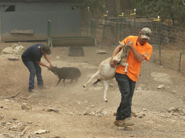 Волонтеры эвакуируют домашних животных в Рейлрод Флэт, Калифорния, США