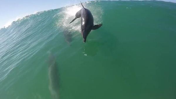 Дельфин задел серфингиста