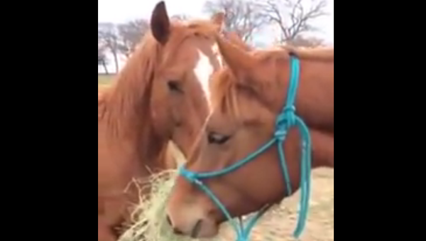Лошади делятся сеном