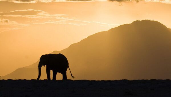 Силуэт слона во время заката, архивное фото