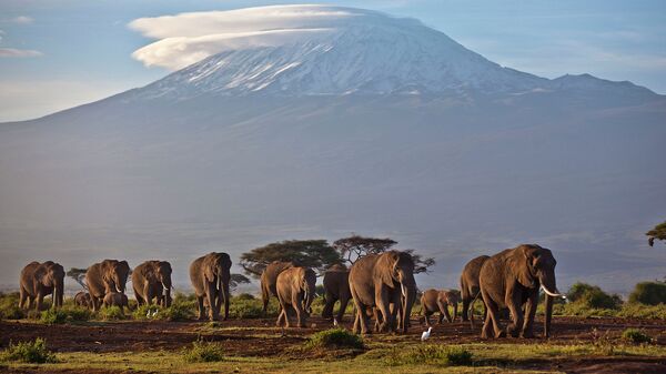 Слоны в национальном парке Амбосели (Кения) на фоне высочайшей горы в Африке Килиманджаро, расположенной на территории Танзании