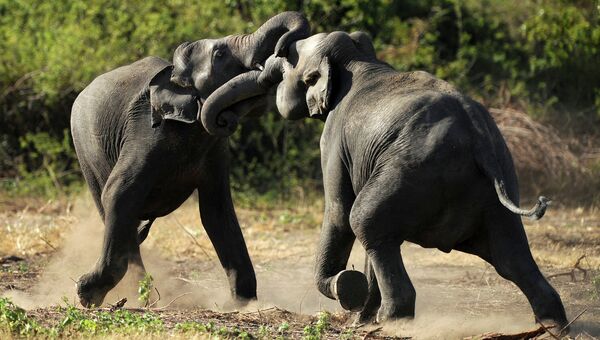 Слоны в Национальном заповеднике Миннерия, Шри-Ланка. Архивное фото