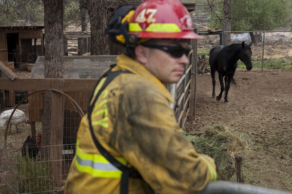 Помощь животным во время лесных пожаров в Калифорнии