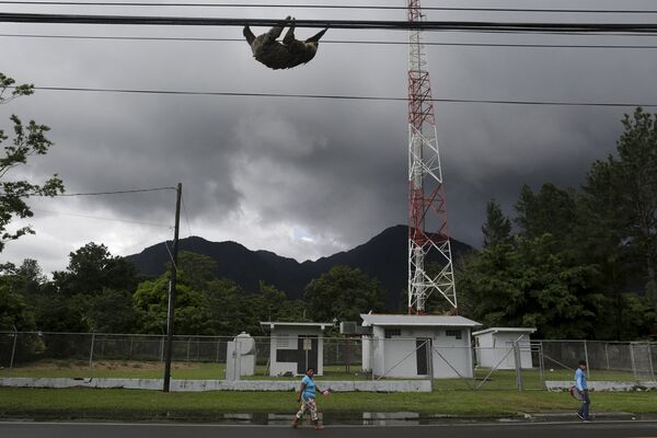 Ленивец висит на проводах. Панама, сентябрь 2015