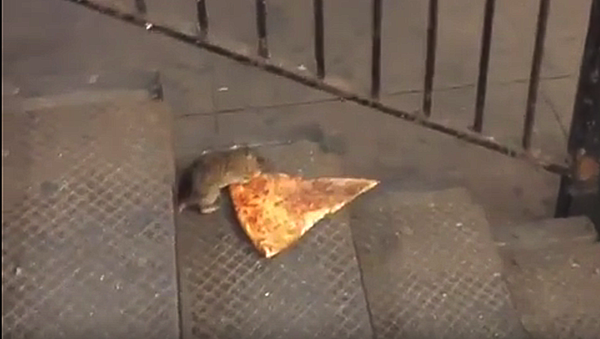 Крыса и пицца