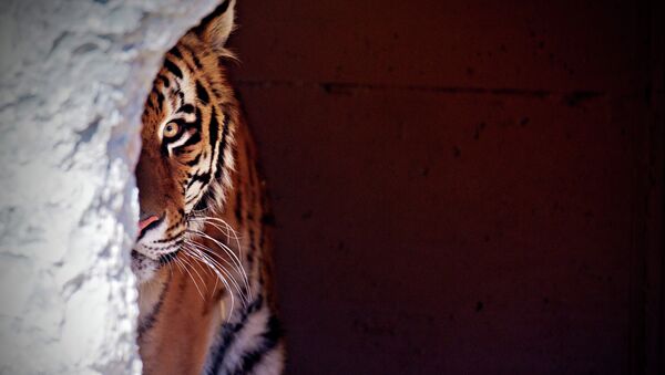 Амурский тигр.Архивное фото