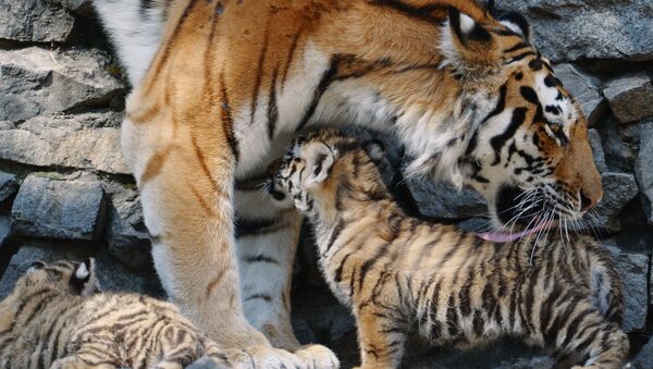 Амурская тигрица Лапа со своими детенышами в вольере Новосибирского зоопарка. Архивное фото