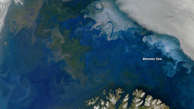 Цветение фитопланктона в Баренцевом море