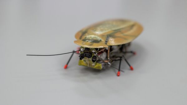 Робот-таракан, созданный учеными Балтийского федерального университета имени Иммануила Канта