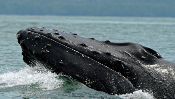 Горбатый кит в водах Тихого океана. Архивное фото