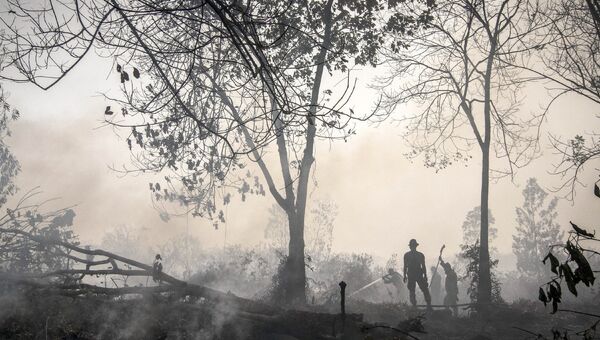 Индонезийские полицейские принимают участие в тушении торфяных пожаров на Суматре
