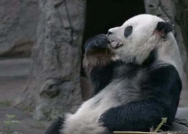 Когда панда – гурман