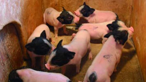 Новая порода трансгенных свиней, которую планирует продавать Пекинский институт геномики