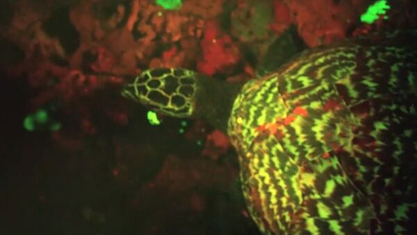 Кадр из видео National Geographic, на котором запечетлена флуоресцентная рептилия