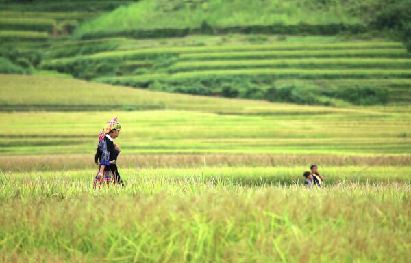 Террасы рисовых полей в Му Кан Чай, Йен Бай, Вьетнам