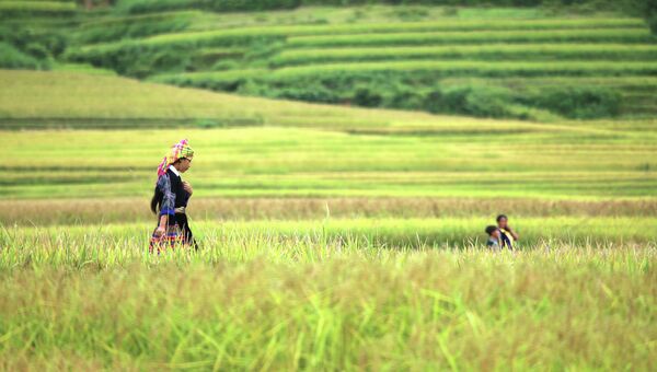Террасы рисовых полей во Вьетнаме. Архивное фото