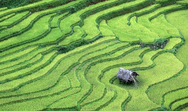 Террасы рисовых полей в Му Кан Чай, Йен Бай, Вьетнам