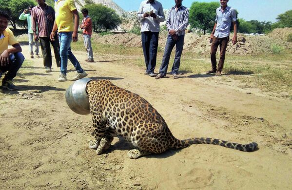 Люди смотрят на леопарда, голова которого застряла в сосуде. Индия