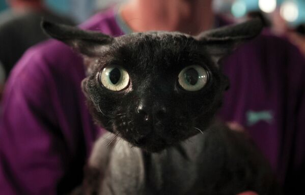 Кошка породы девон-рекс на конкурсе в Бухаресте, Румыния