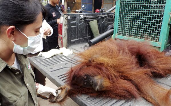 Сотрудники Центра охраны природы (BKSDA) перевозят орангутанга из леса в провинции Калимантан, пострадавшего во время. Индонезия