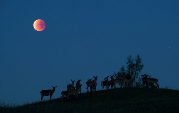 Северные олени во время кровавой луны. Белоруссия