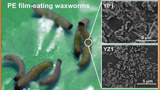 Личинки индийской южной амбарной огневки на полиэтилене