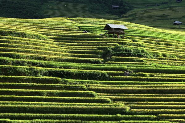 Рисовые поля во Вьетнаме. Сентябрь 2015