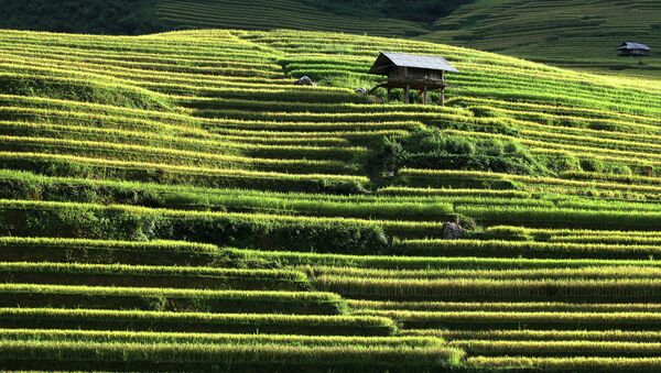 Рисовые поля во Вьетнаме. Архивное фото