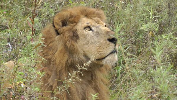 Цена жизни: как спасли и выходили льва из затопленного зоопарка в Уссурийске