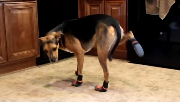 Уморительный пес в ботинках