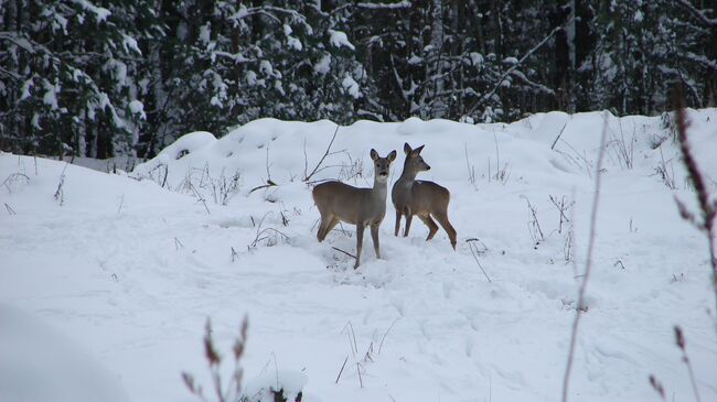Косули на территории зоны отчуждения вокруг Чернобыльской АЭС Косули на территории зоны отчуждения вокруг Чернобыльской АЭС