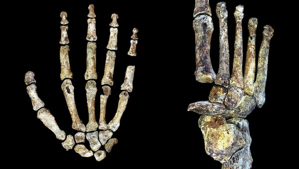 Кисть и ступня Homo naledi, раскрывшие его уникальную анатомию