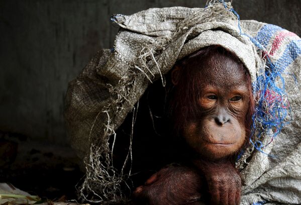 Орангутан в частном доме одной из деревень в Индонезии
