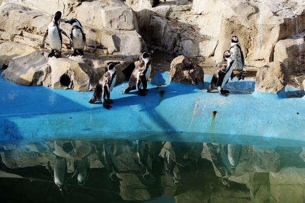 Пингвины в зоопарке Marineland, Франция