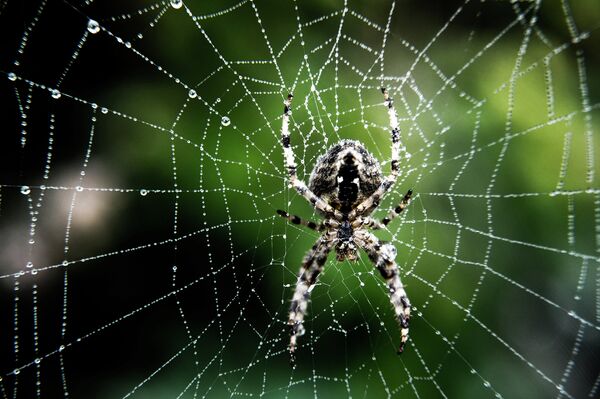 Паук на паутине, Франция