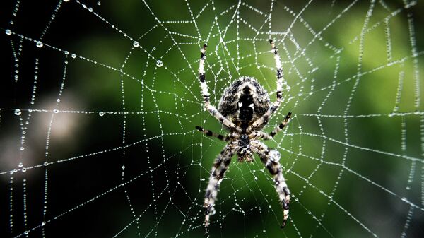 Паук на паутине, Франция. Архивное фото